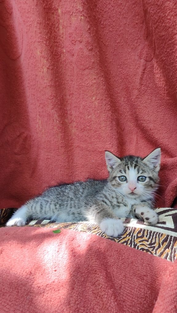 Кошенята 2 міс безкоштовно