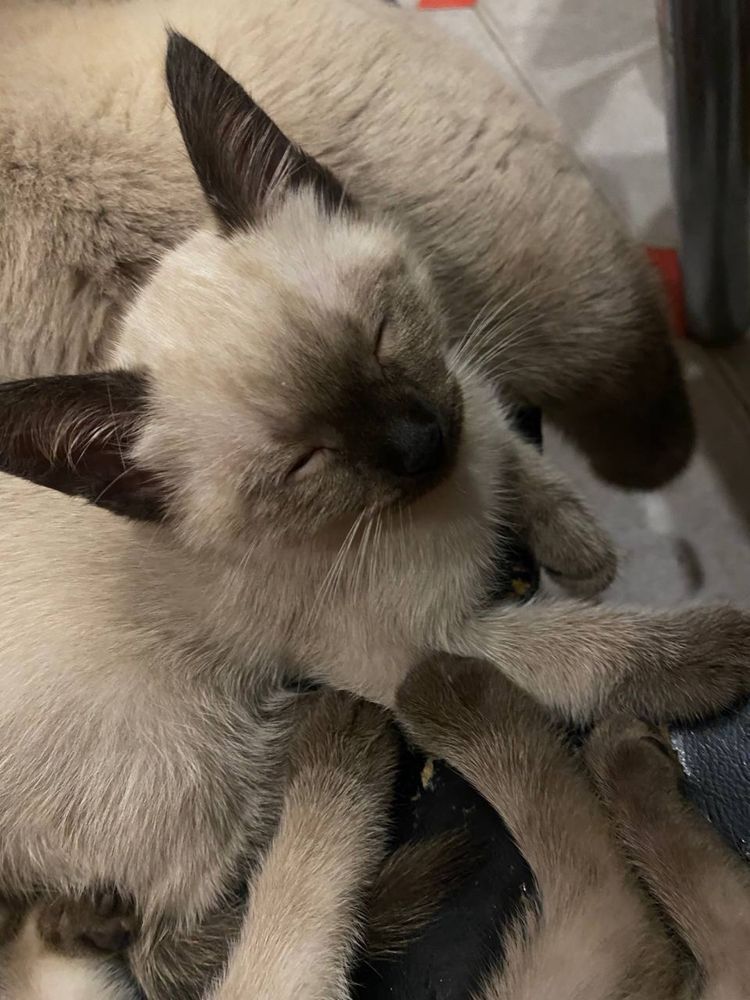 Сіамські котенята