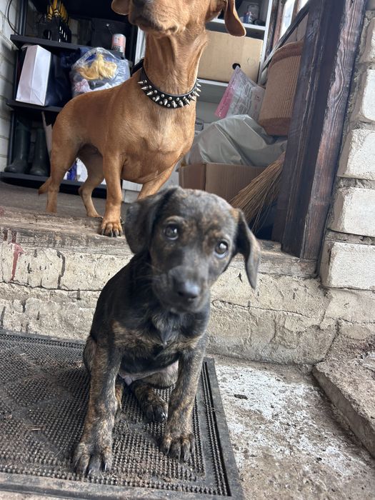 Тигрове цуценя. Притулок