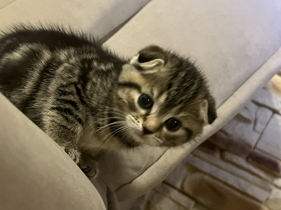 Весловухі кошенята