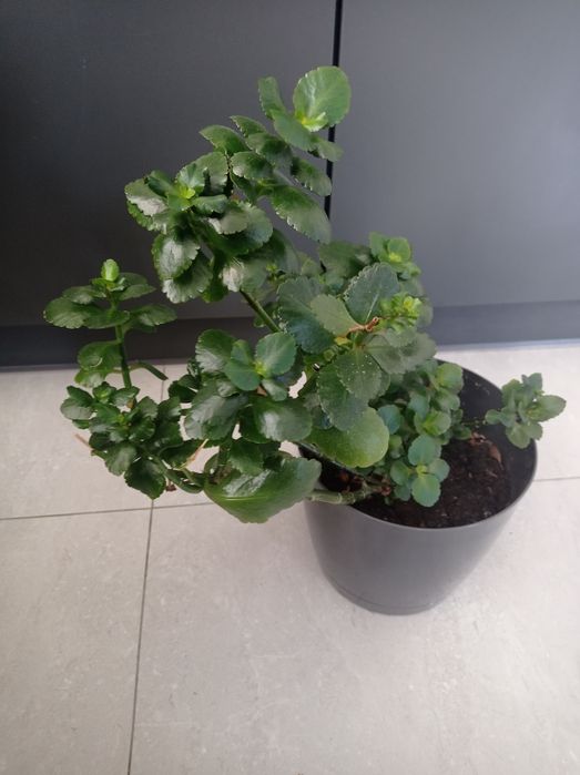 Kalanchoe żyworódka