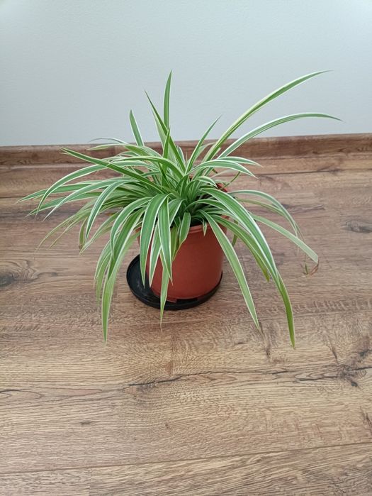 Kwiat doniczkowy zielistka zielistek trawka (duży)
Podana cena nie zaw