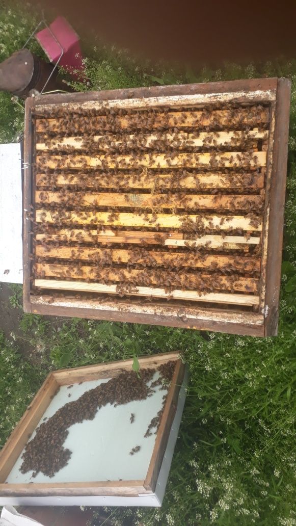 В наличии плодные пчеломатки,бджоломатки бакфаст,кордован
