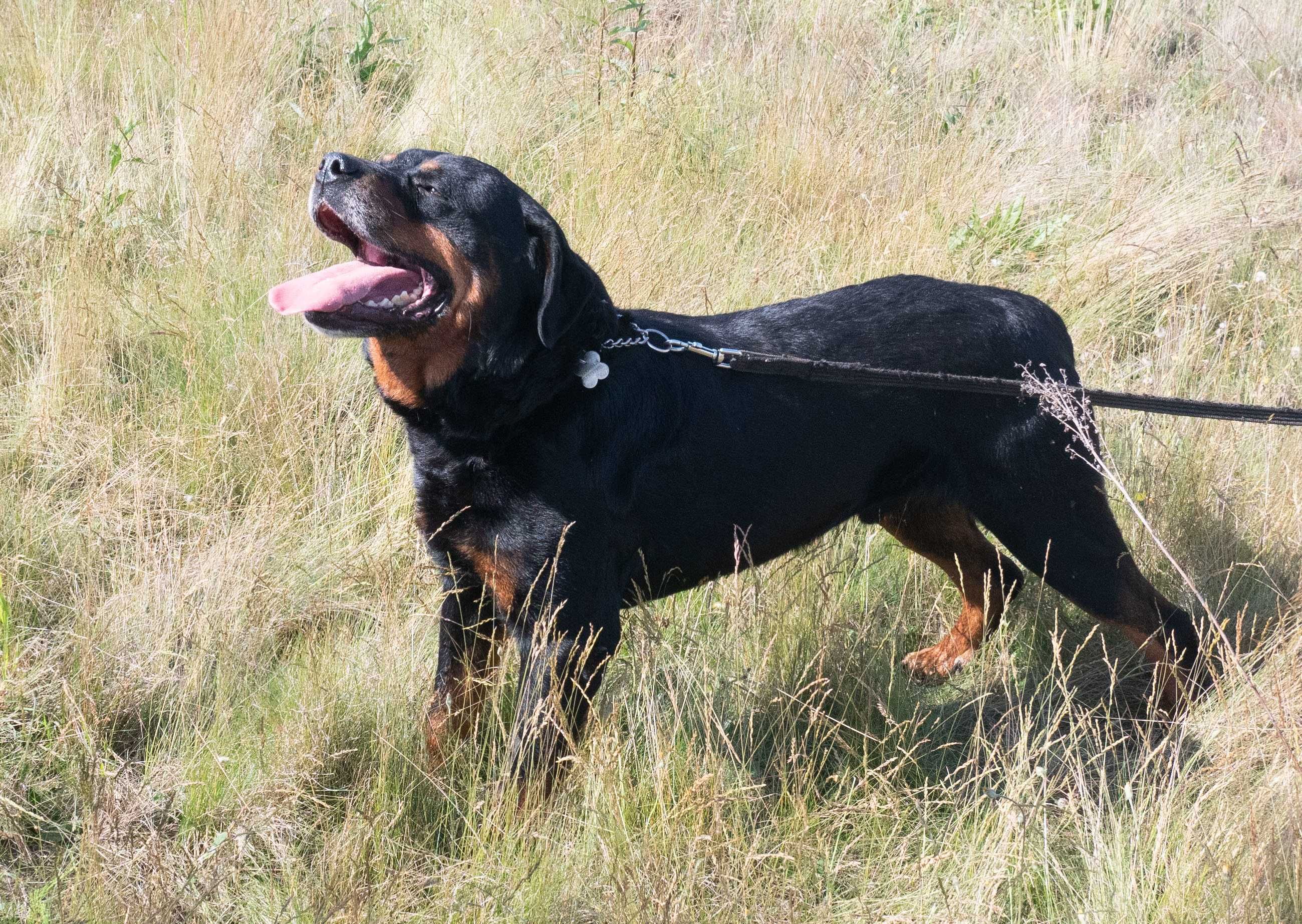 Trebor- w typie rottweiler. Przemiły, nieduży, kochający człowieka