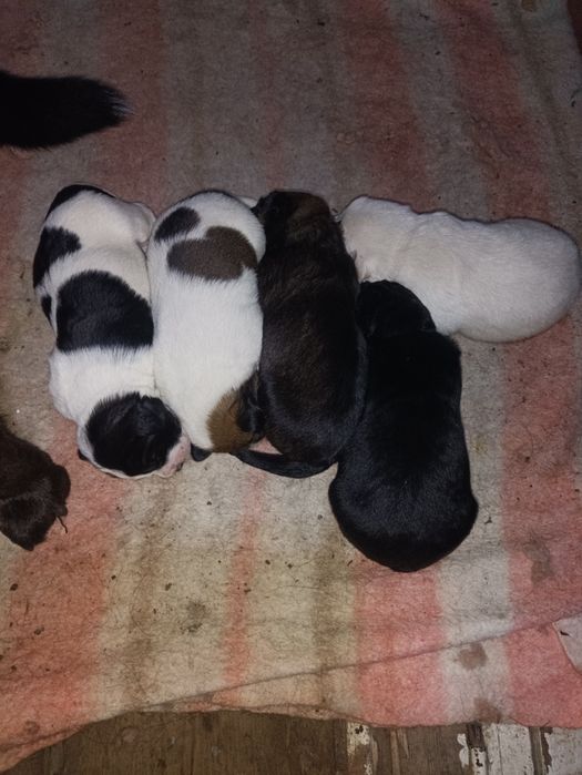 Щенки Лобрадора .