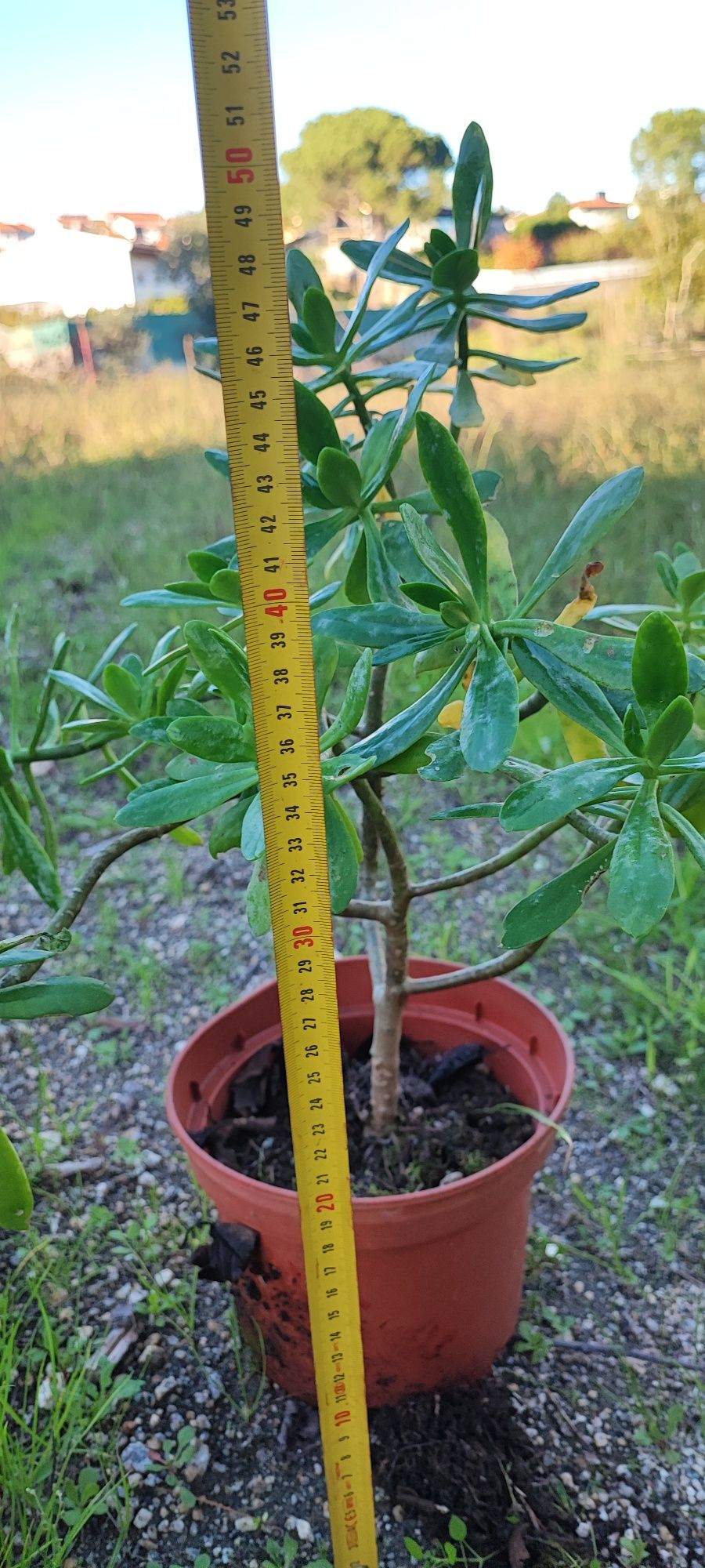 Planta suculenta