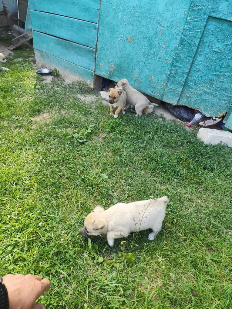 Собачки дворняшки