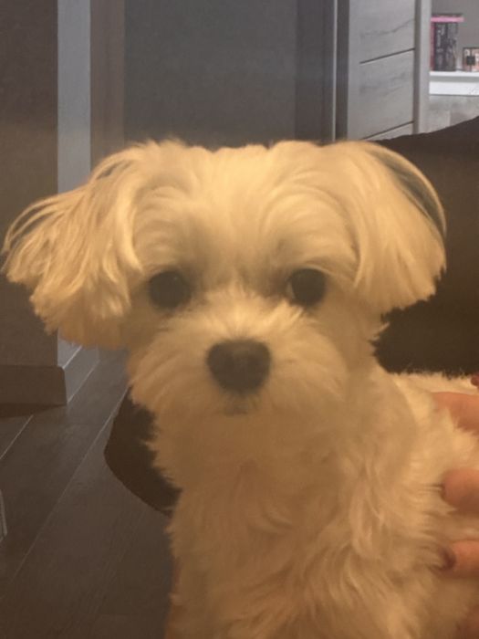 Пес в добрі руки