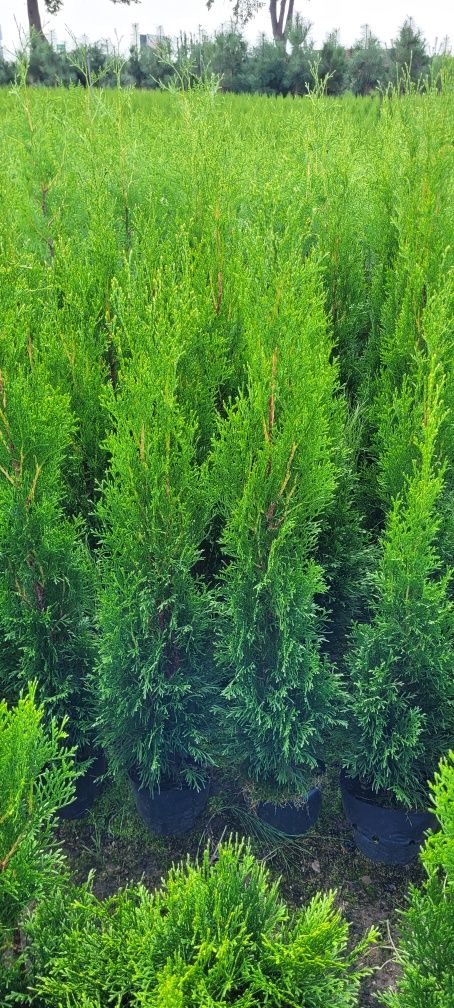 Tuja Smaragd 120 cm Promocja 80 tuje 100 thuja thuje szmaragd żywopłot