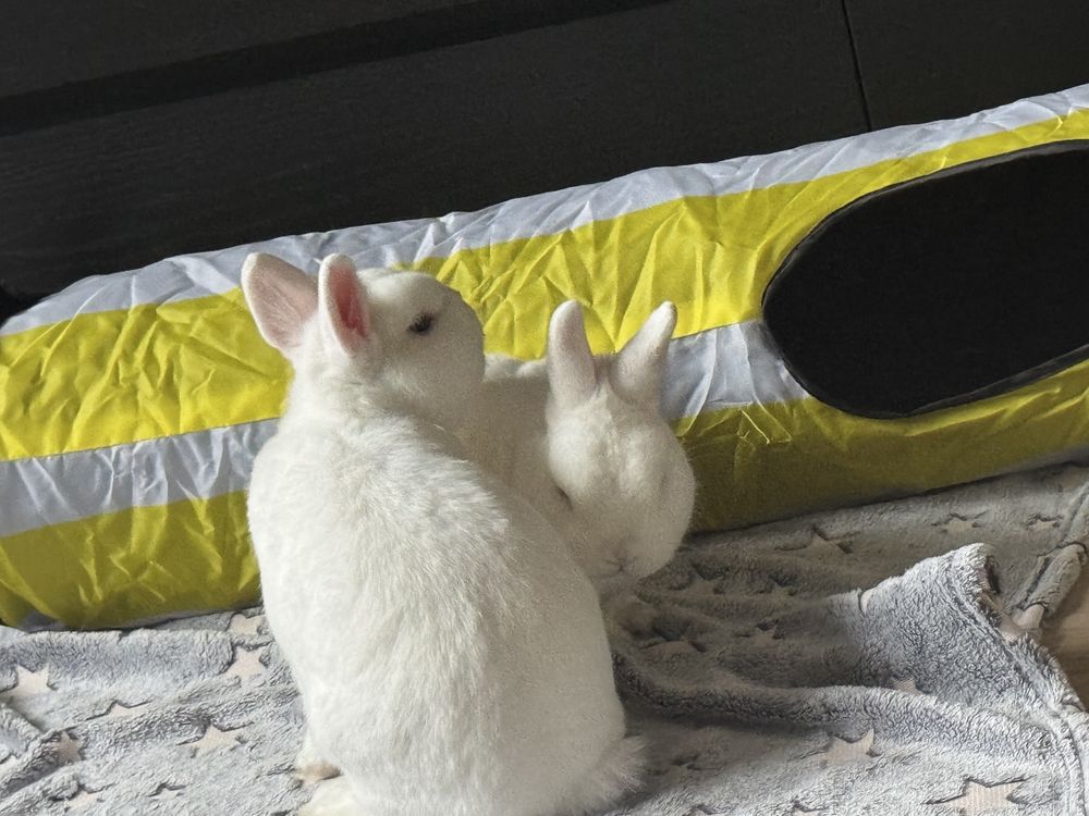 Oddam dwa króliczki miniaturki