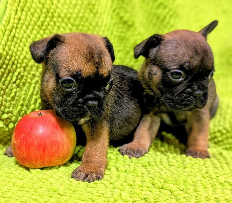 Кому красавчиков?Чистокровные щенки Французского бульдога.