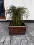 Thuja Whipcord + donica ogrodowa