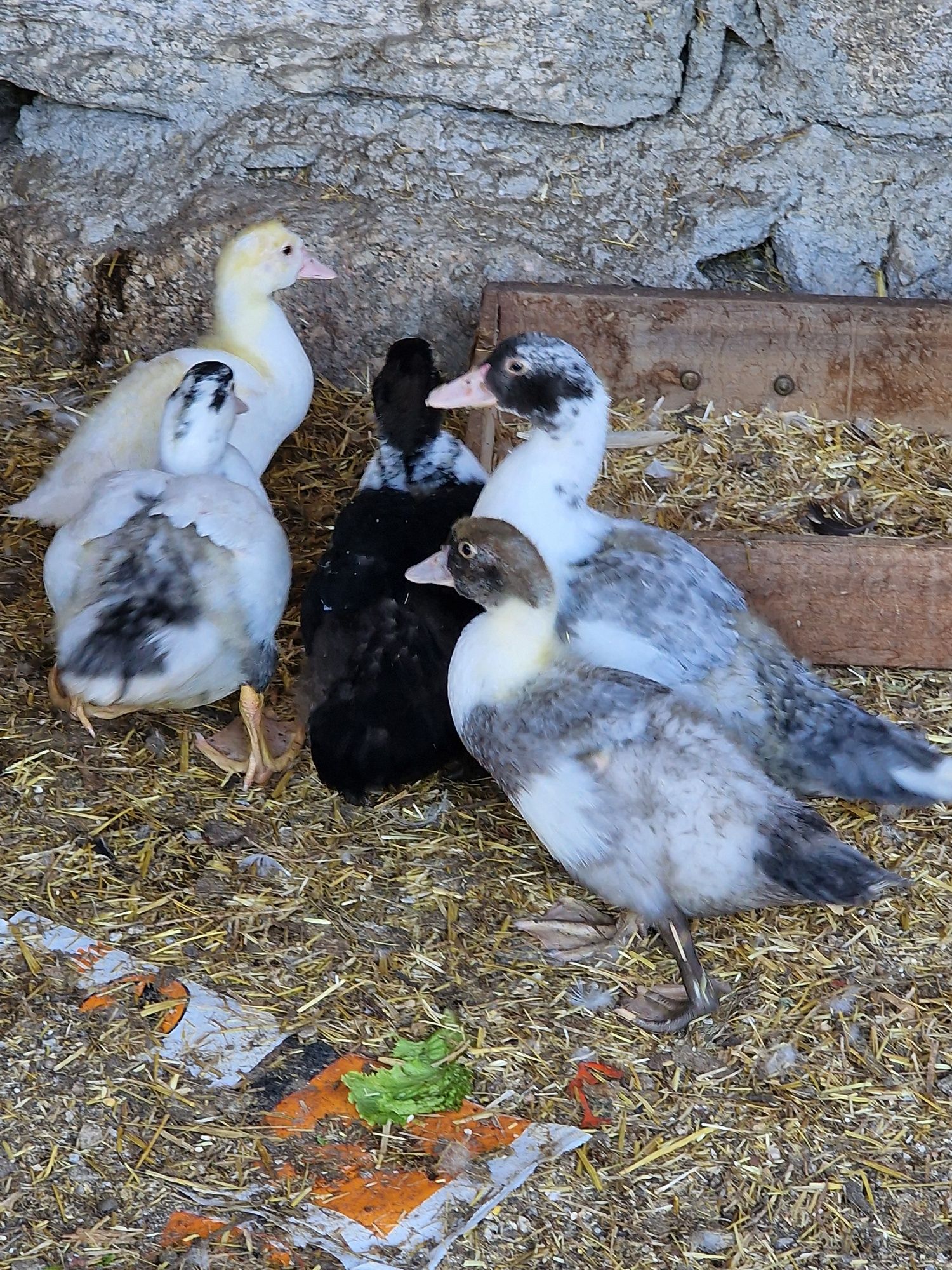 Pintos e patos mudos