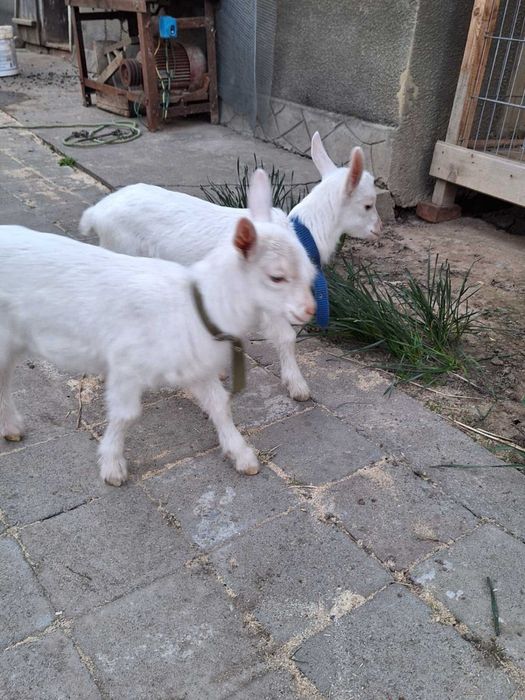 Продам козеня