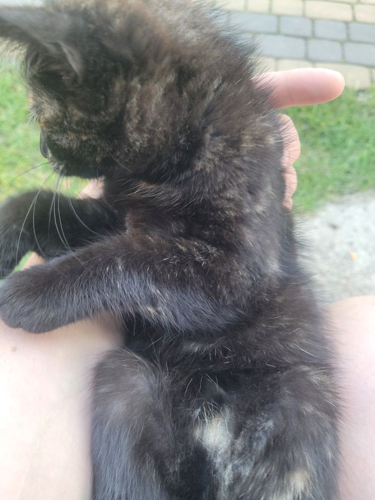 Oddam kotka w dobre ręce.