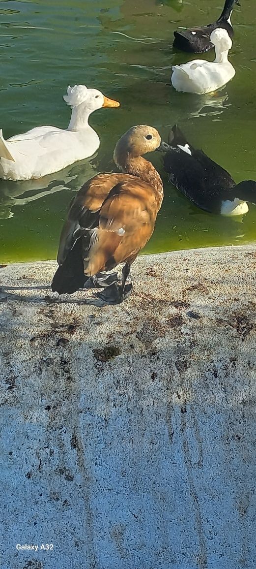 Macho tadorna ferrugínea