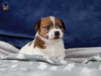 Jack Russell Terrier ZKwP FCi