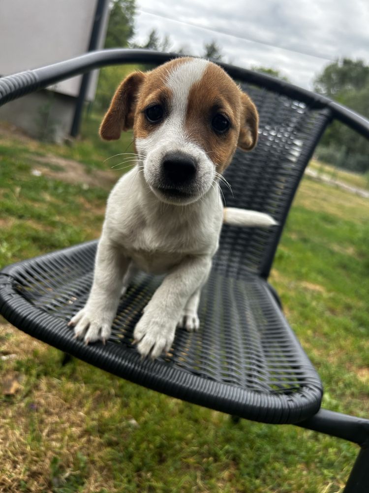 Mała dama, wielkie serce – Jack Russell z rodowodem czeka!