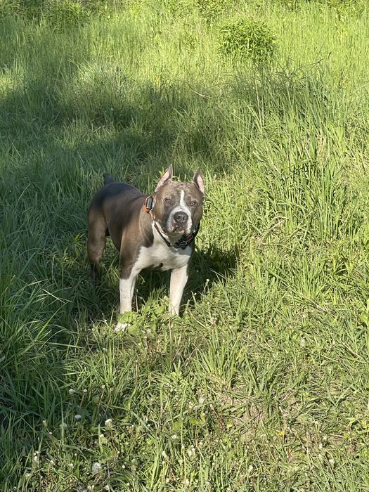 Амстафф голубий для вязки