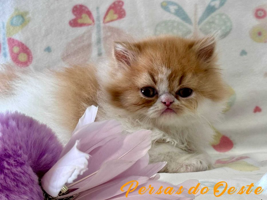 GATO PERSA Bicolor vermelho