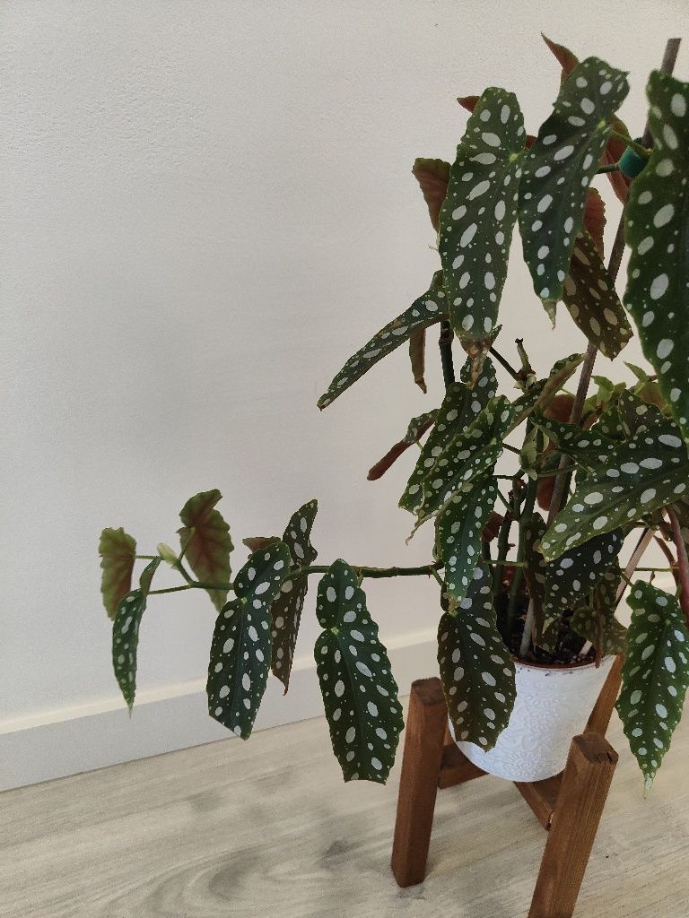 Begonia maculata // planta interior