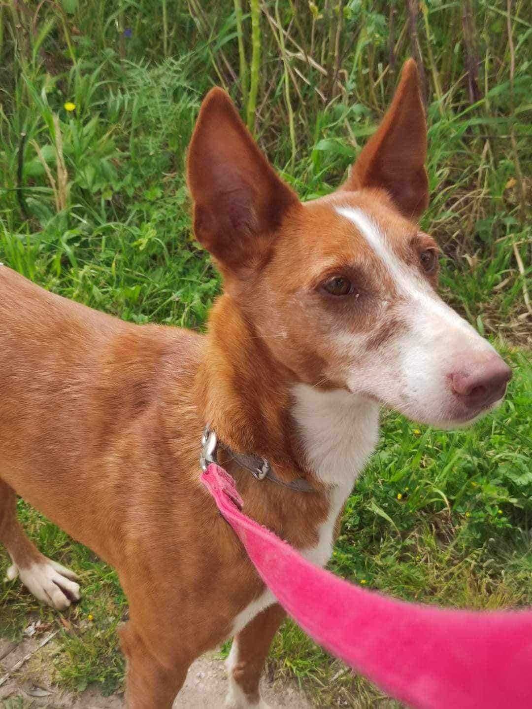 Tote - cão médio para adoção