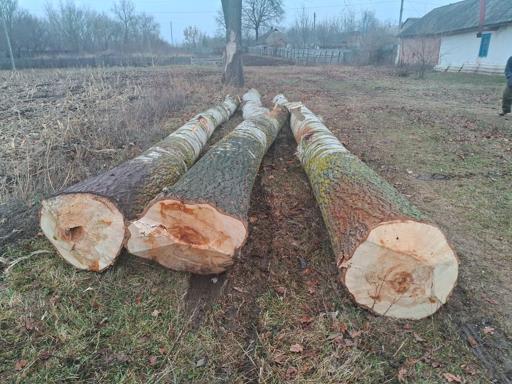 Продається ділове дерево мягкої породи (Тополя)