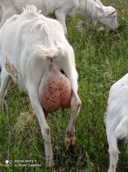 Коза, кізочка зааненка