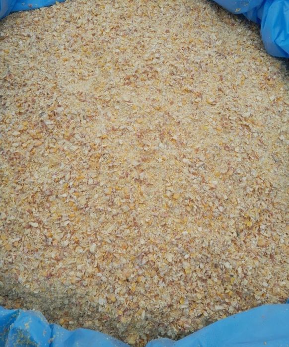 Kukurydza gnieciona CCM kiszonki