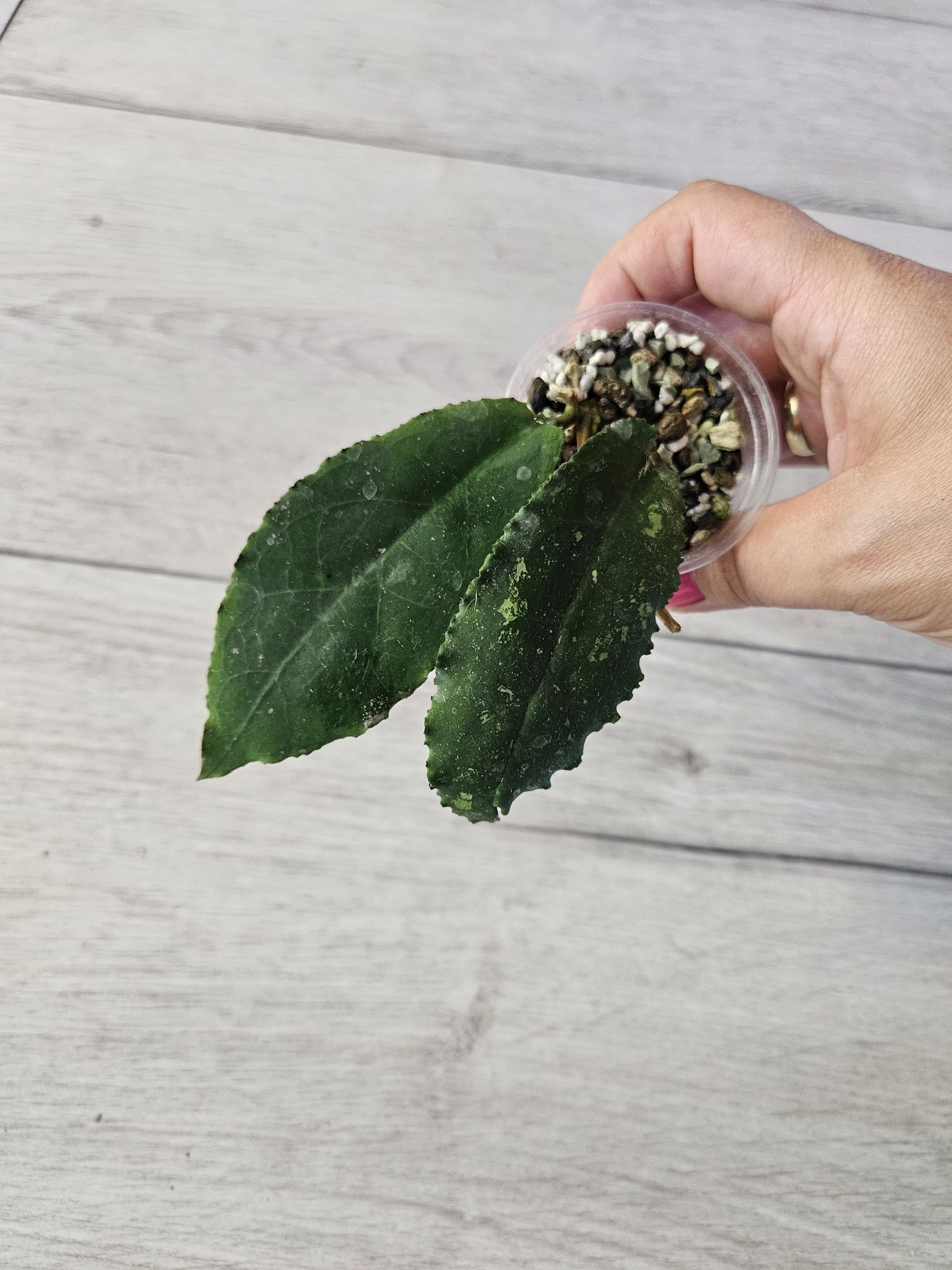 Hoya undulata Black