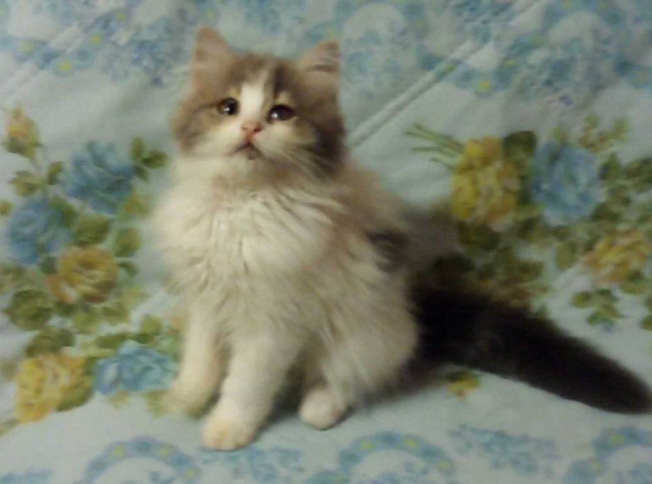 Шотландские породистые котята!Серебристая шиншилла!