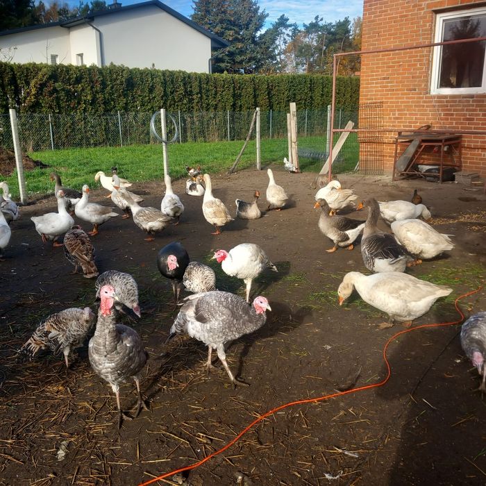 Tuszki z Gęsi. Świeże i kacze