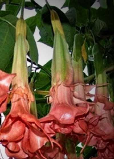 бругмансия махровая деревья оранжевая розовая