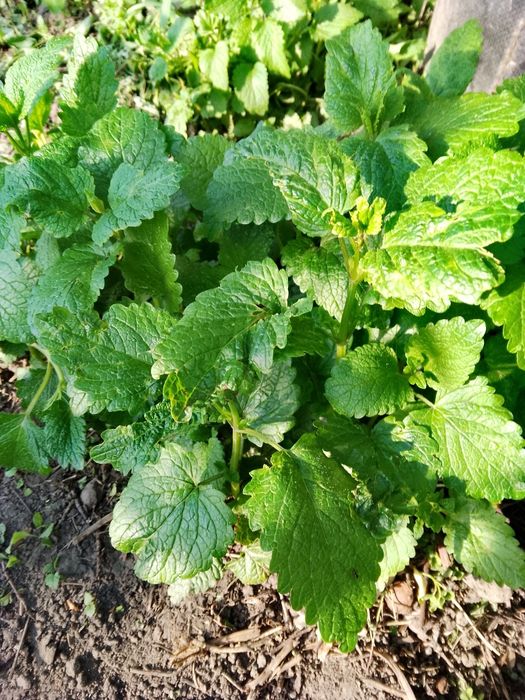 Мелисса, мята саженцы