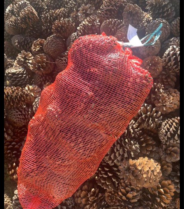 Vendo pinhas - 1€/kg