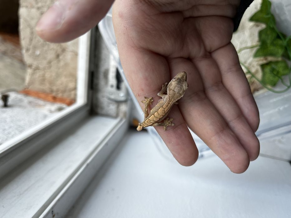 Gekon orzęsiony rozne