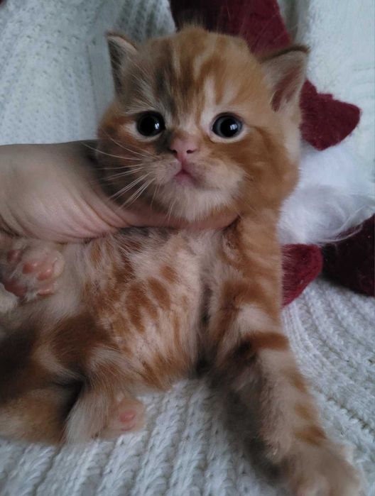 Ошатний червоний хлопчик з милою мордуленцією. Киянин