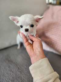 Piękny BARDZO MALEŃKI chłopiec Chihuahua ZKwP FCI