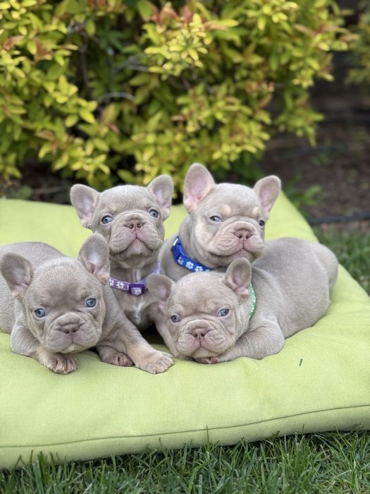 Французький бульдог топ якості