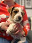Jack Russel Terrier szczeniak fci