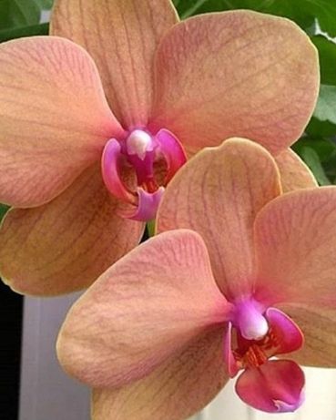 Мои фиалки на ваши орхидеи