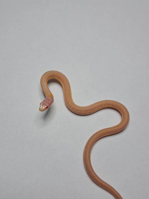 Wąż pończosznik Thamnophis radix różne odmiany cb25