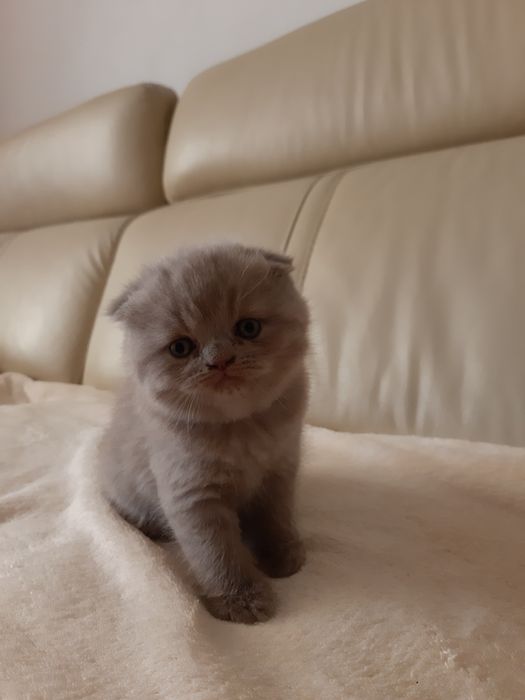 Кошенята британські