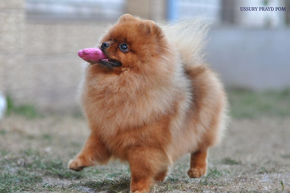 Гарна дівчинка Уссурі