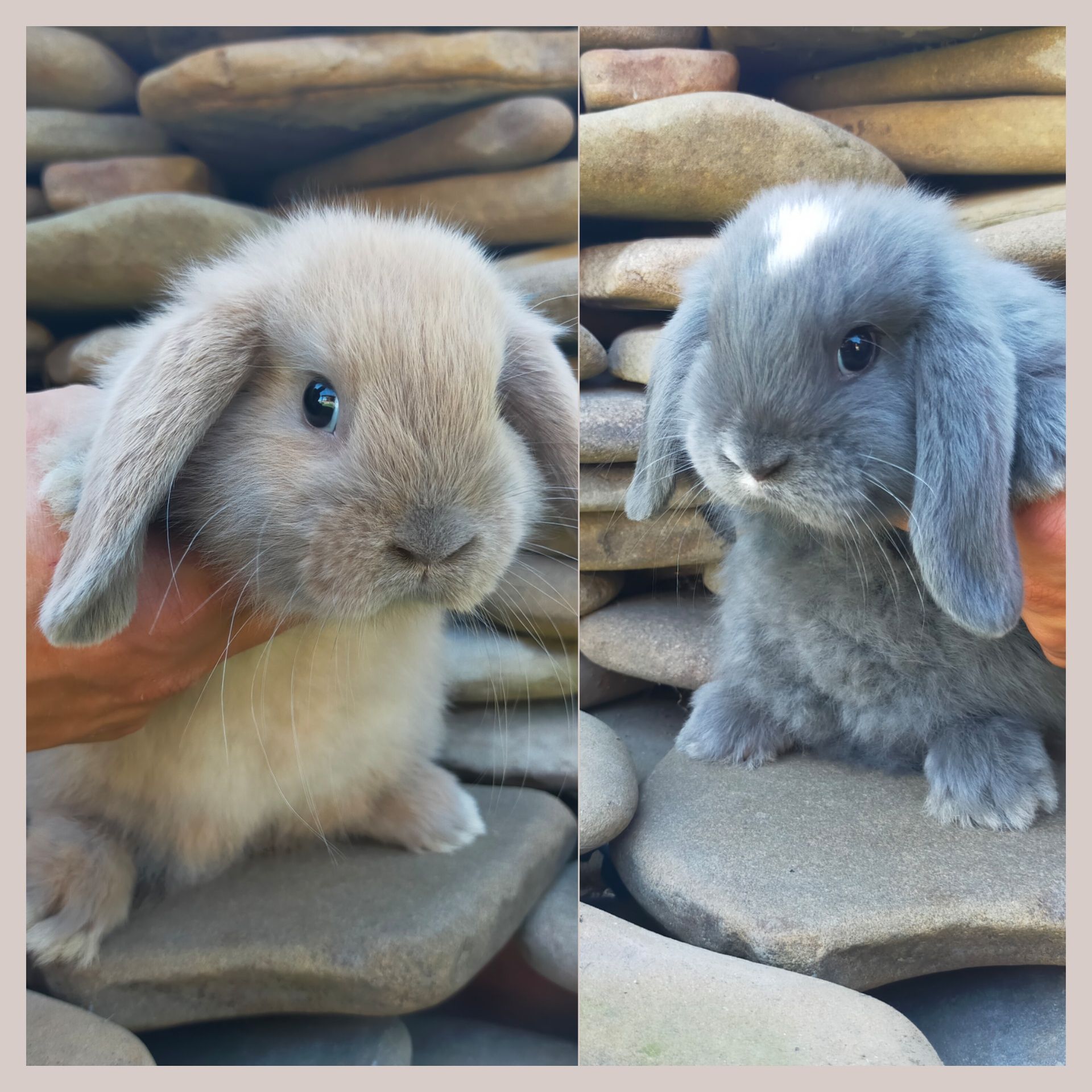 Królik mini lop młode