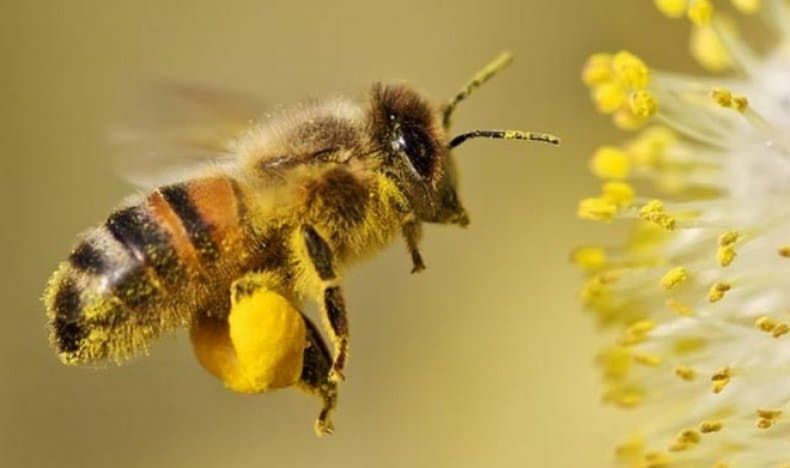 Продам бджоли, відводки, вулики