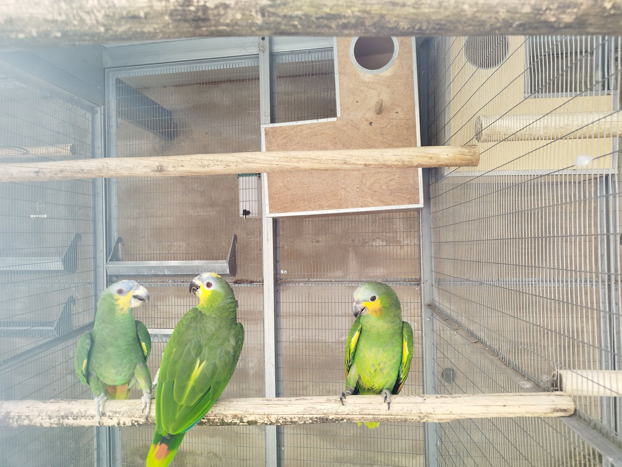 Crias de papagaio amazona