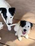 Parson Russell Terrier - TORES chłopiec