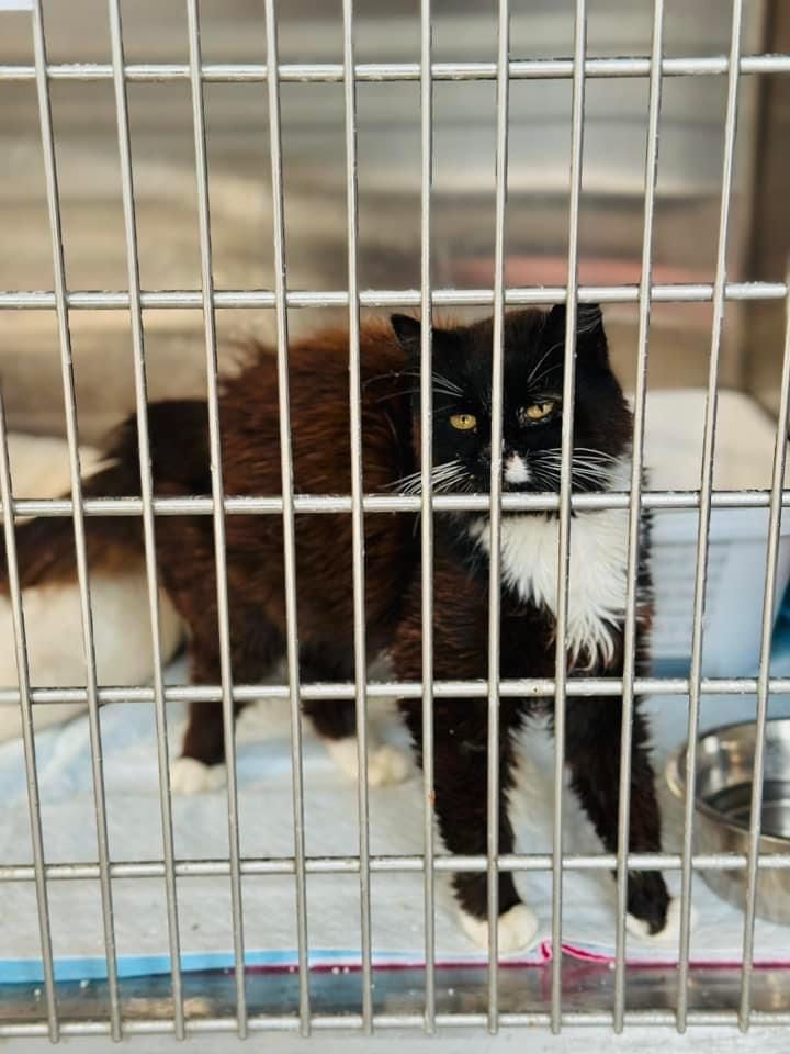 Wiewiór - PILNIE DO ADOPCJI - kot z białaczką.