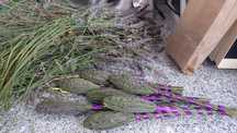 Rocas de lavanda
